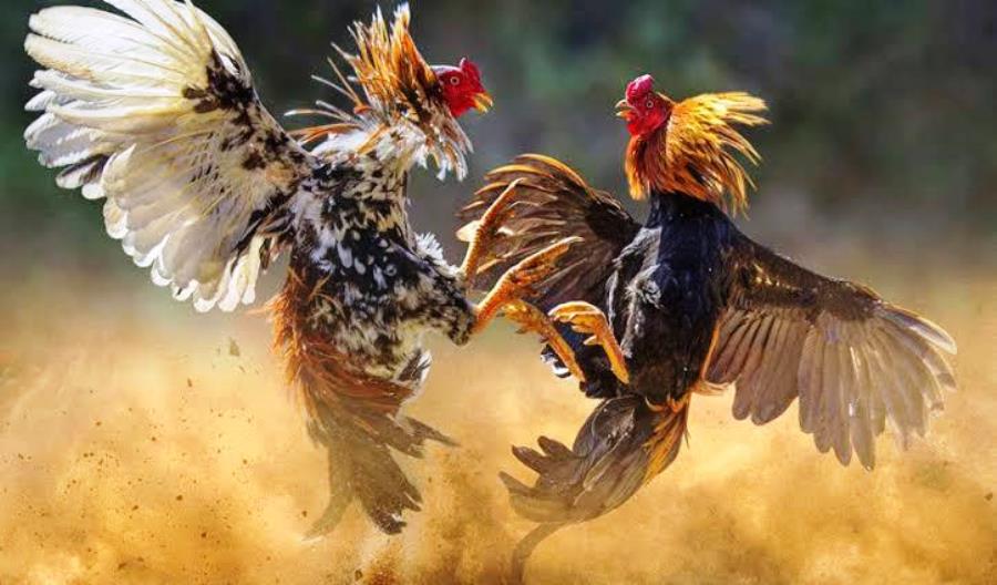 Panduan Cara Bermain Sabung Ayam Online Bagi Pemula